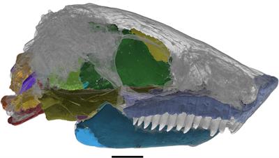 Revised Description of the Early Permian Recumbirostran “Microsaur” Nannaroter mckinziei Based on New Fossil Material and Computed Tomographic Data